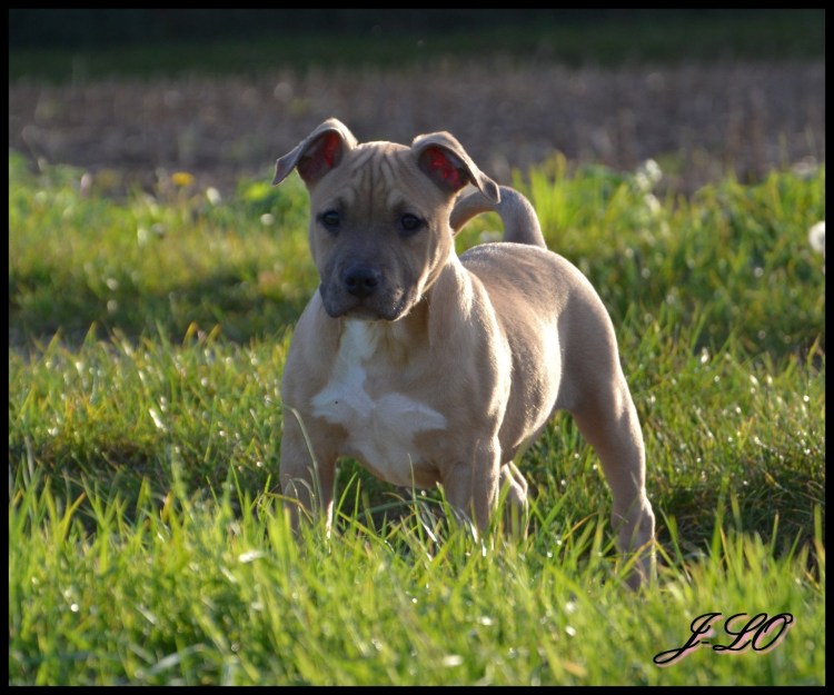 Питбуль американский чистокровный