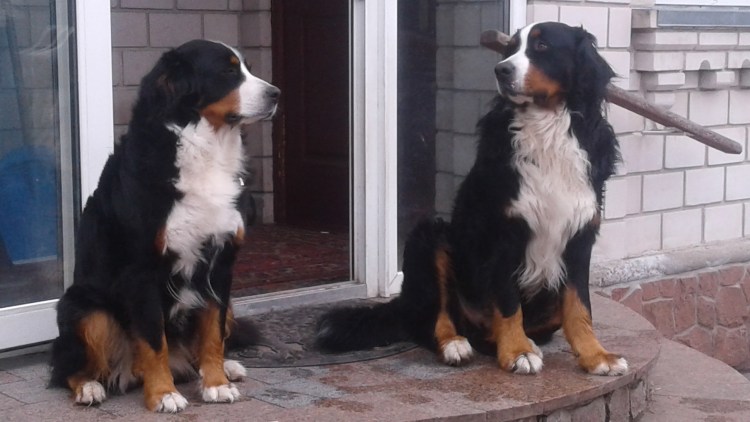 Горная собака трехцветная