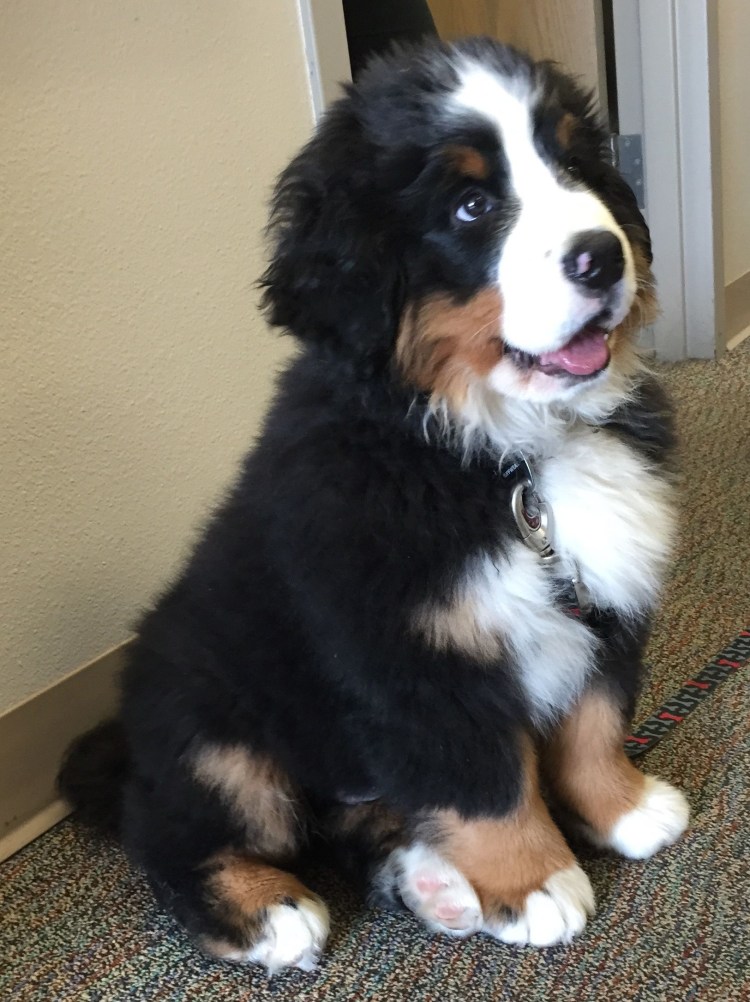 Бернский зенненхунд окрасы