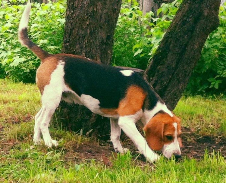 Трехцветная собака