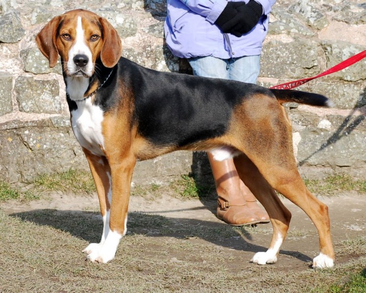 Российская собака трехцветная