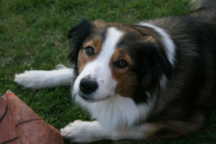 Порода Бигль харьер