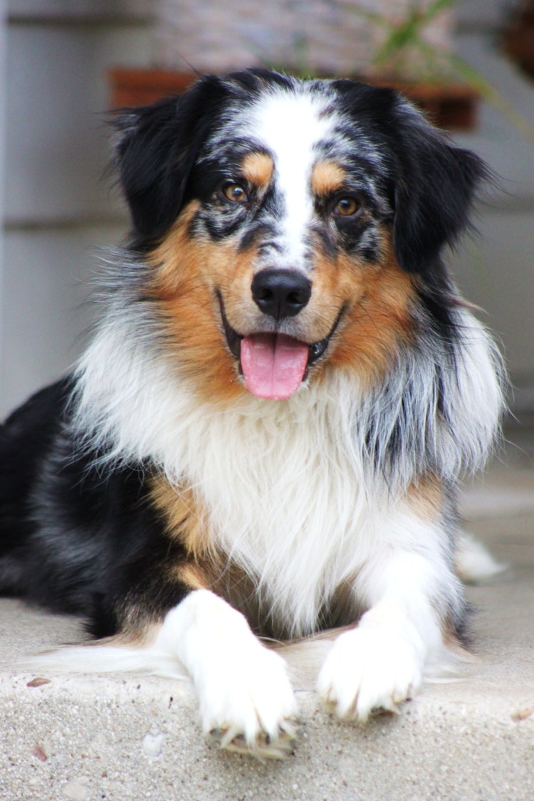 Аусси австралийская овчарка