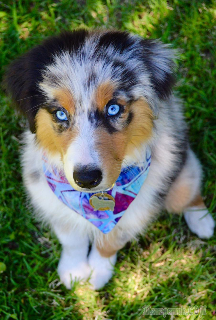 Энтлебухер зенненхунд