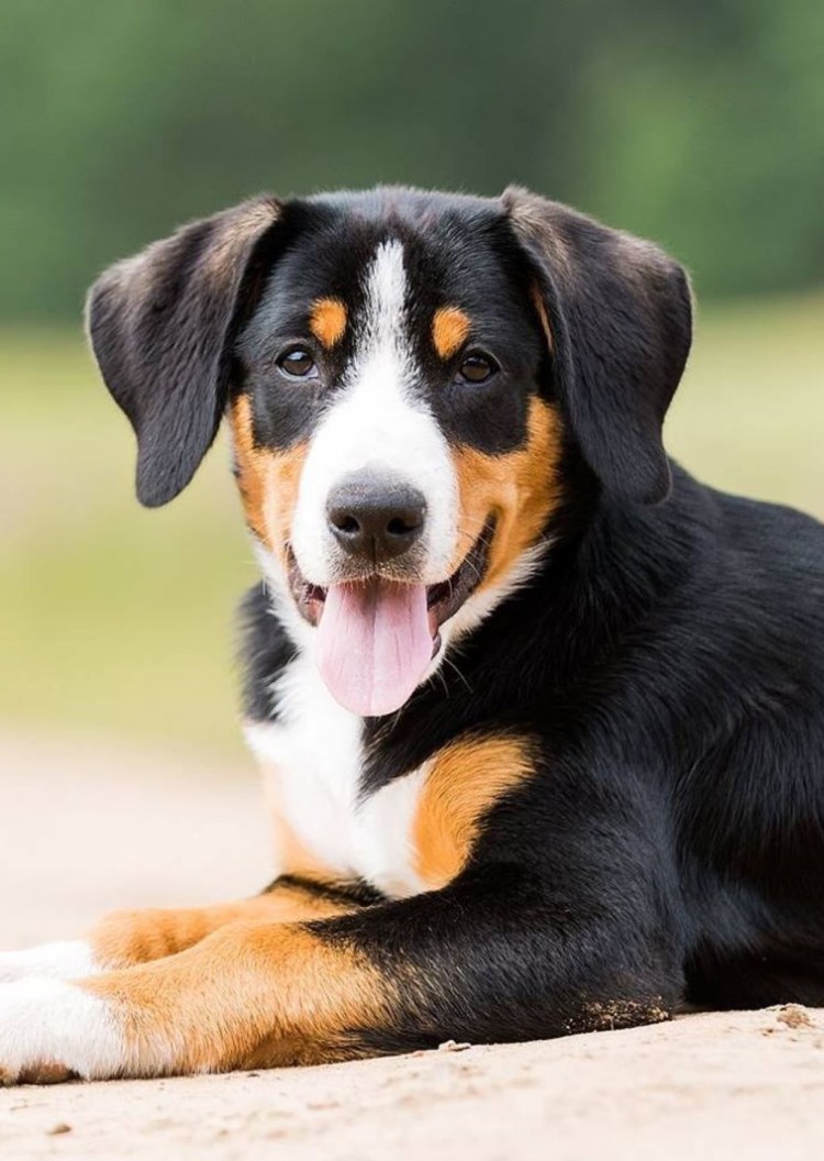 Энтлебухер зенненхунд