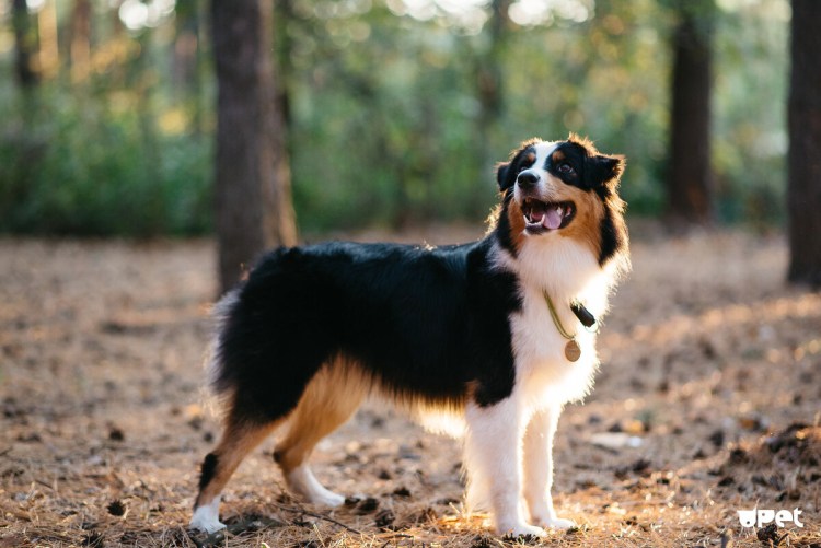 Бернский зенненхунд