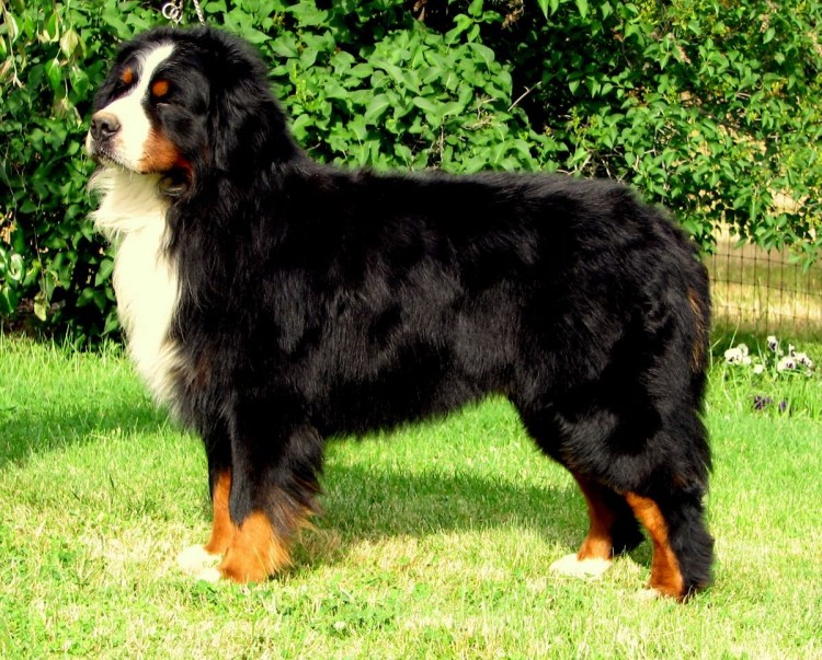 Берн зенненхунд