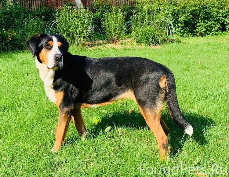 Собака трехцветная гладкошерстная