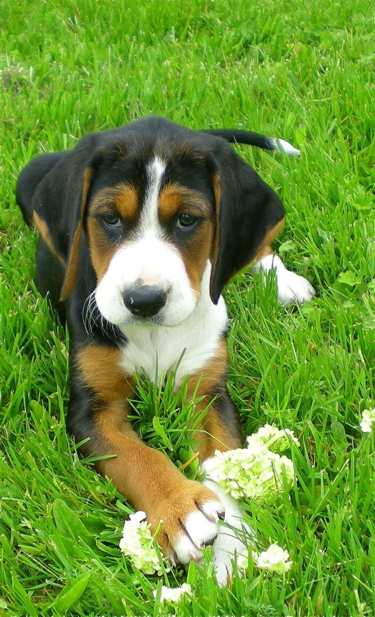 Американский фоксхаунд (американская Лисья гончая)