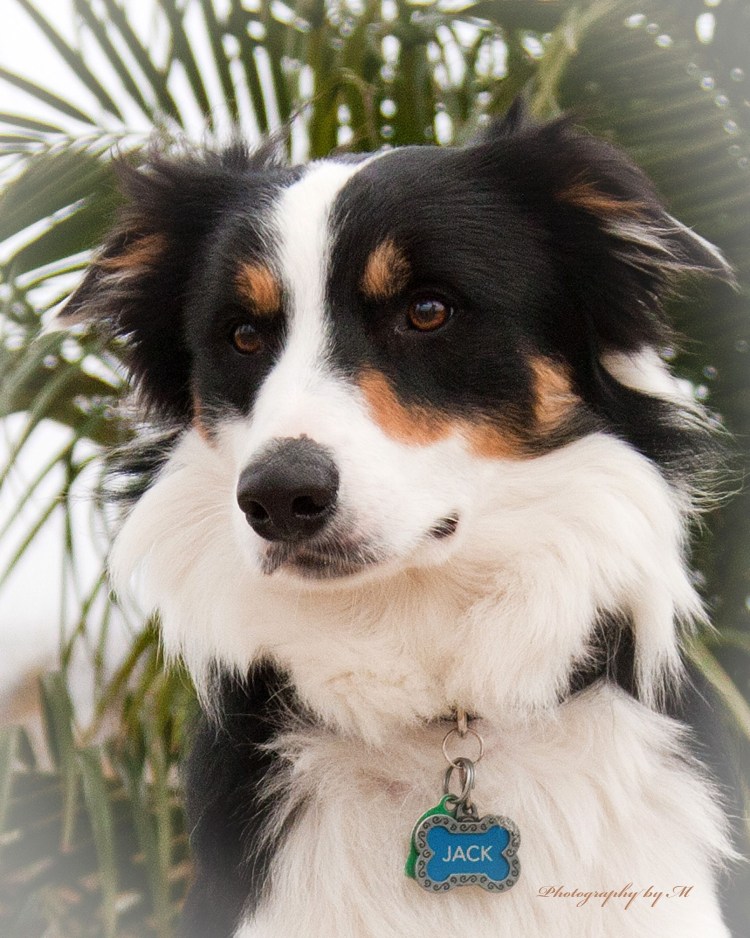 Ассуси австралийская овчарка