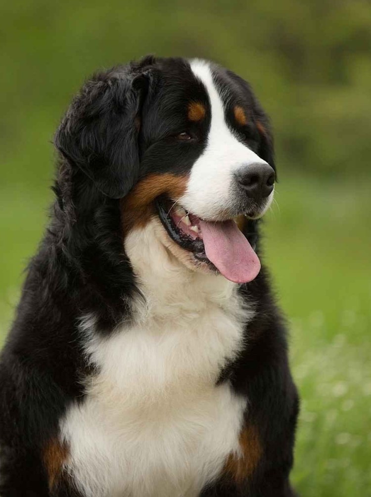 Овчарка Бернский зенненхунд