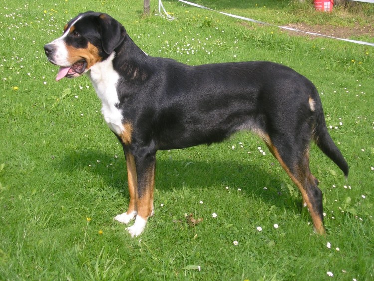 Порода Бернский зенненхунд