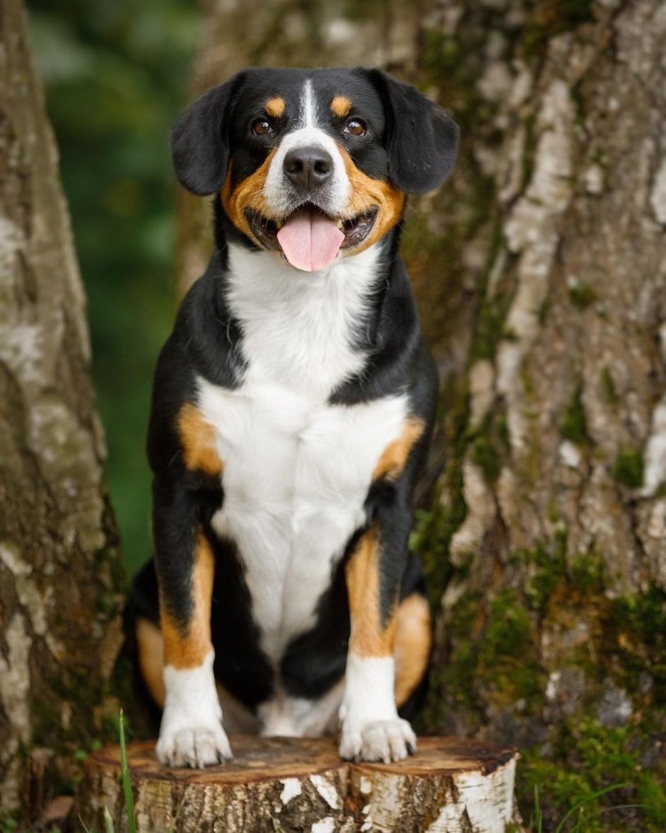Большая англо-французская трехцветная гончая