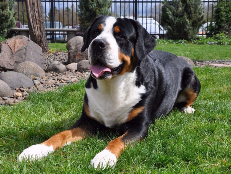 Швейцарский Бернский зенненхунд