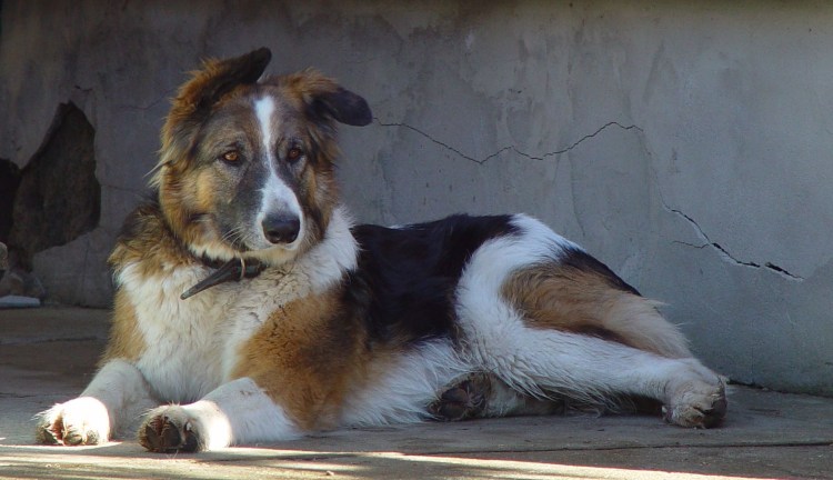 Трёхцветная собака дворняжка