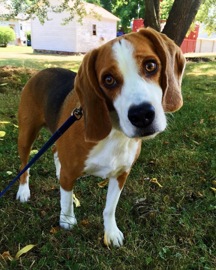 Лимонный Бигль