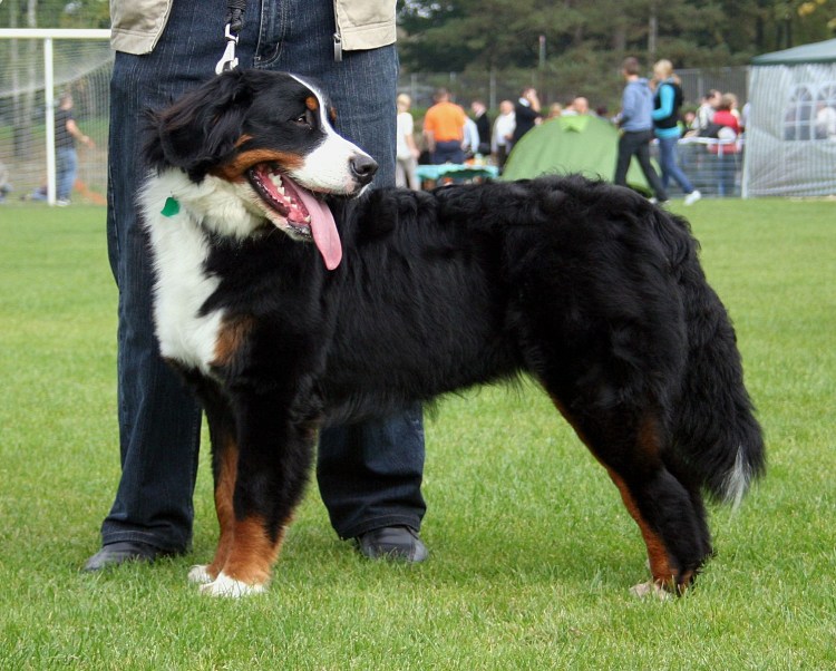 Зенненхунд бельгийский