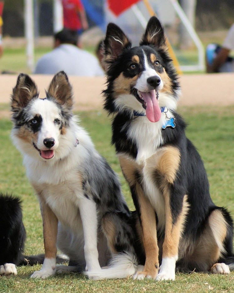 Трехцветная финская гончая
