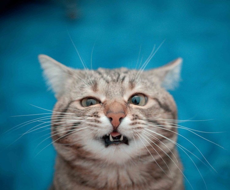Кот с приоткрытым ртом
