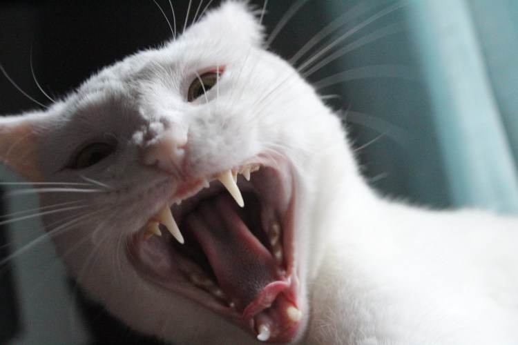 Кошка с открытым ртом