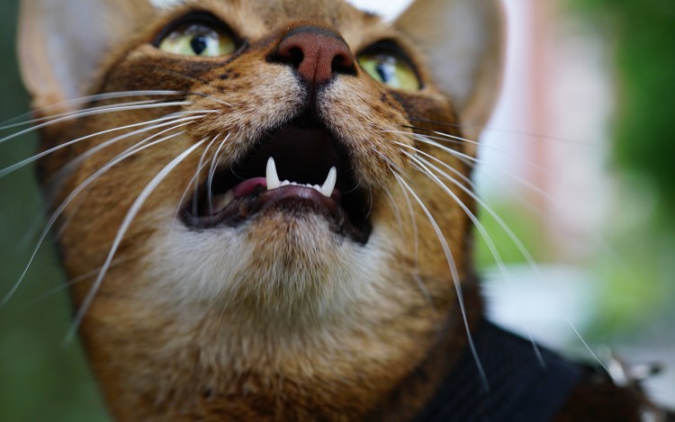 Кот с открытым ртом