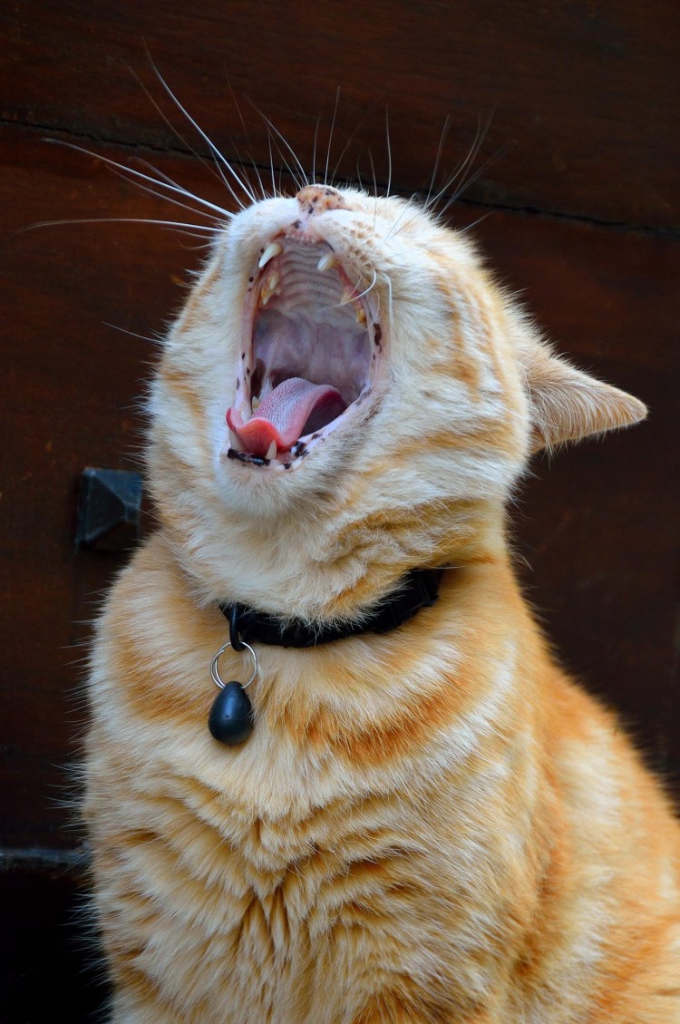 Рыжий кот с открытым ртом