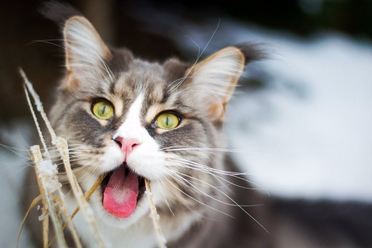 Абиссинская кошка