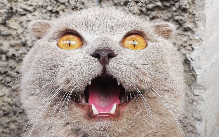 Смешные морды котов
