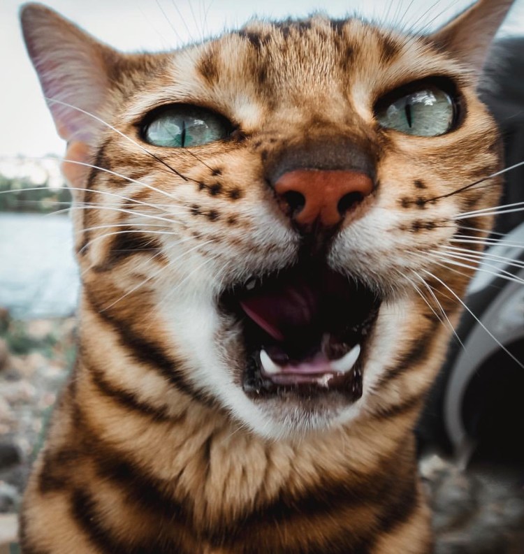 Кивающий кот