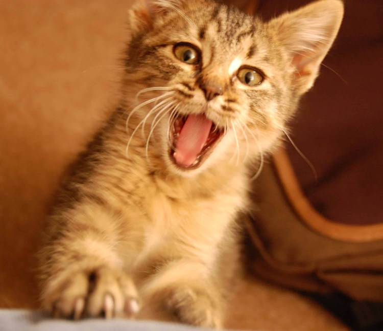 Кошка с приоткрытым ртом