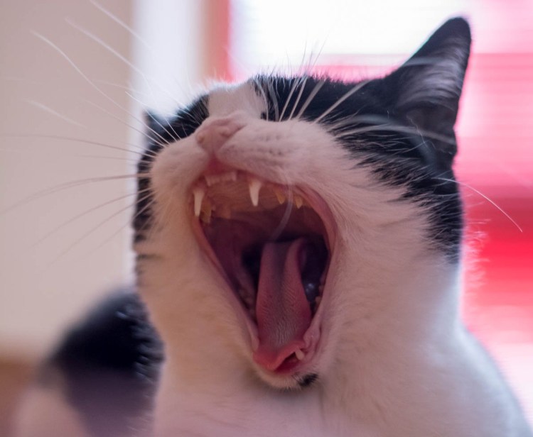 Кот открывает рот