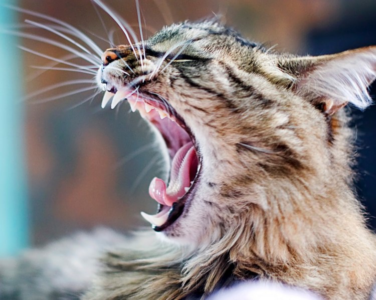 Кот с открытой пастью