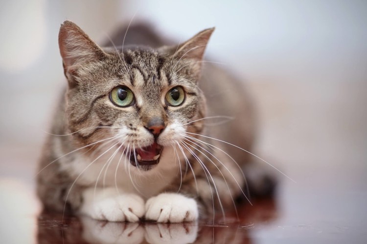 Кот с приоткрытым ртом