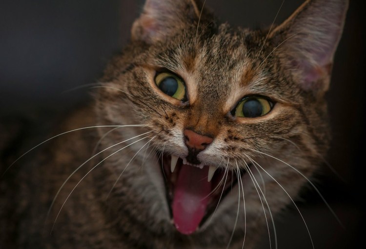 Кот с открытым ртом