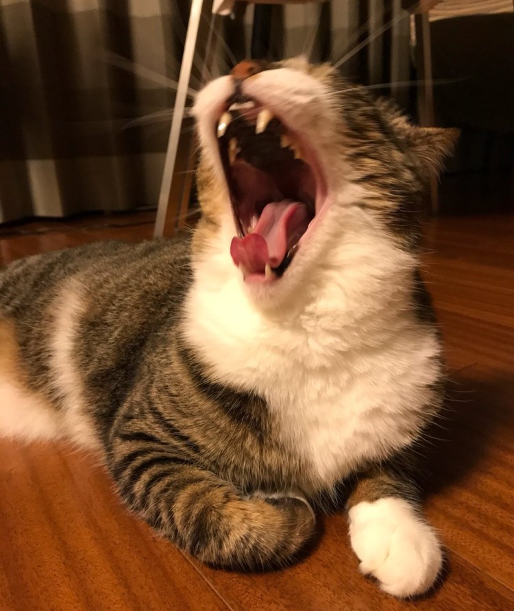 Кошка зевает