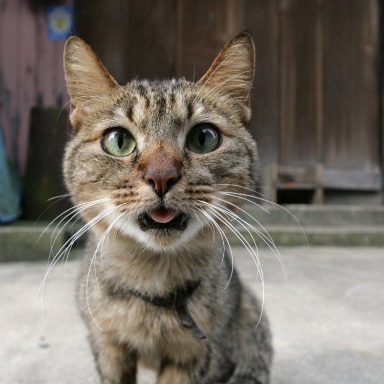 Кот с приоткрытым ртом