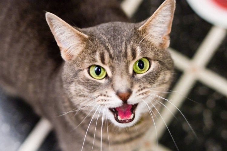 Кот с приоткрытым ртом