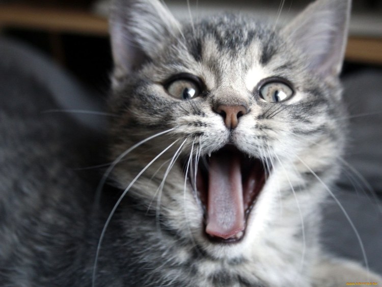 Кот мяукает