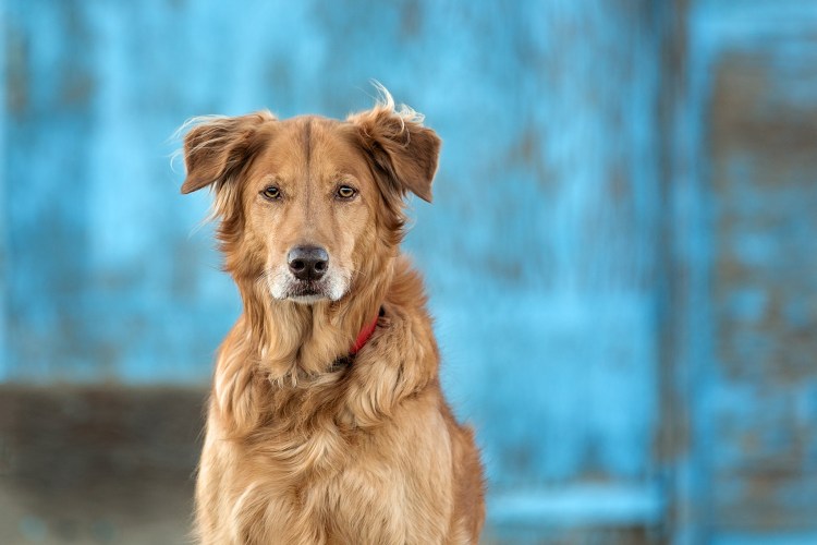 Голубоглазые дворняги