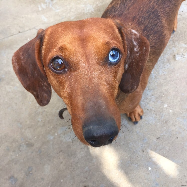 Сибирский хаски рыжий