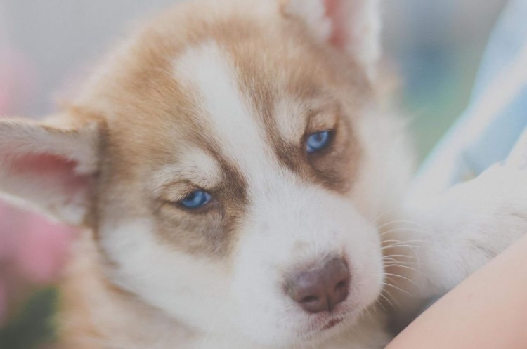 Рыжий щенок с рыжим носом с