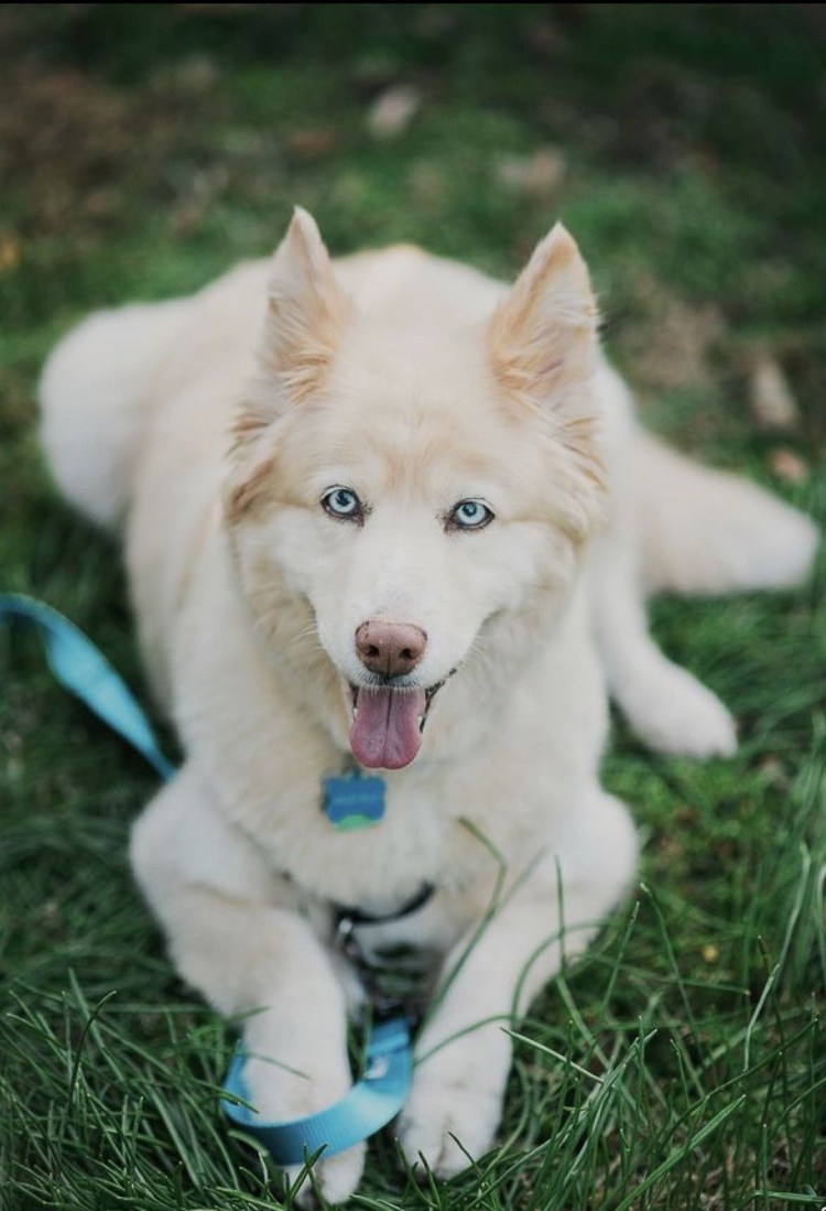 Позор Томска Таратенко