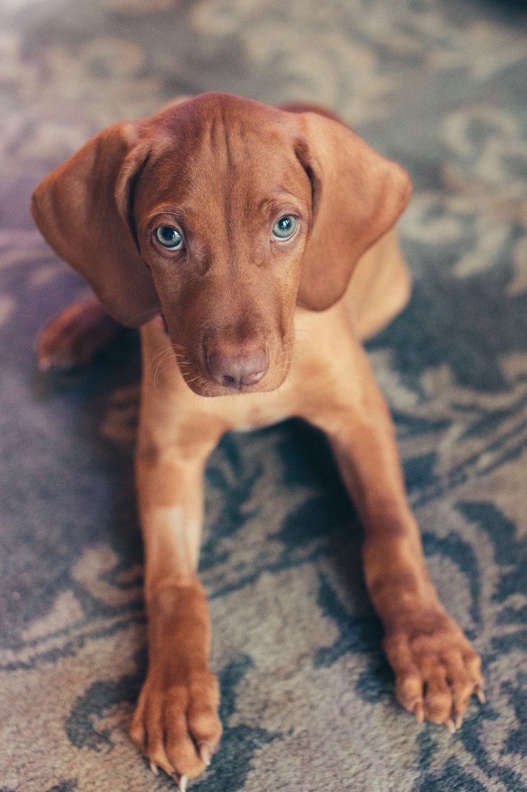 Хаски Арлекин