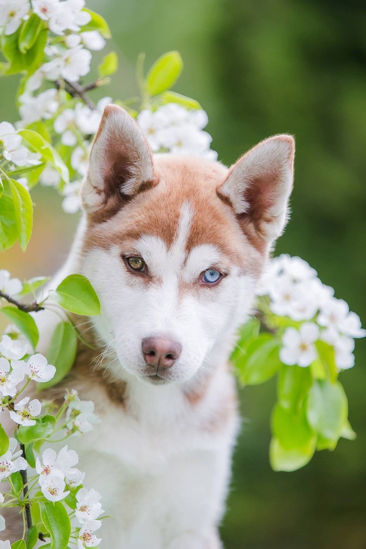 Сибирский хаски рыжий