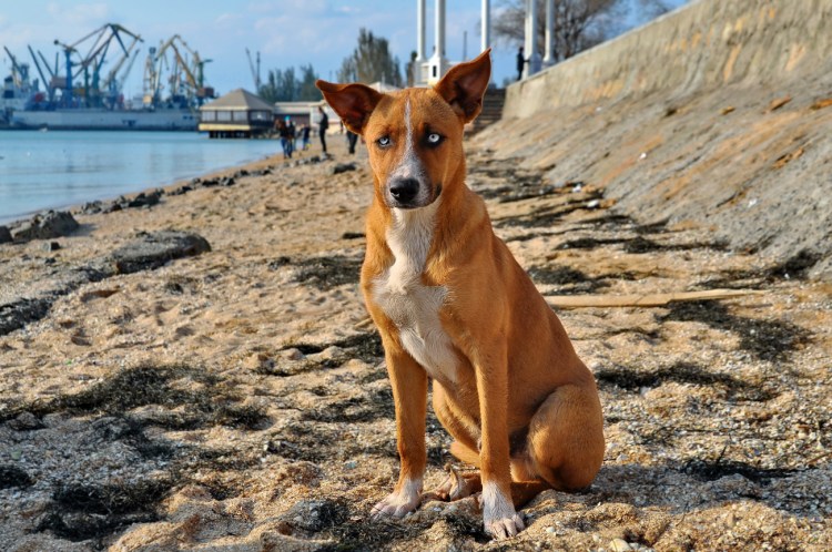 Рыжая лайка с голубыми глазами