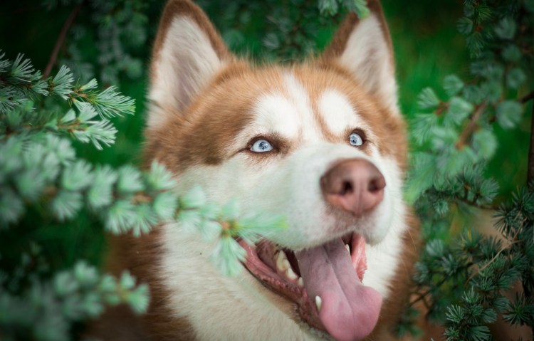 Рыжий голубоглазый щенок хаски