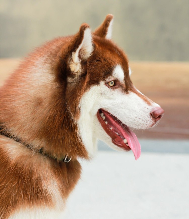 Сибирский хаски с голубыми глазами