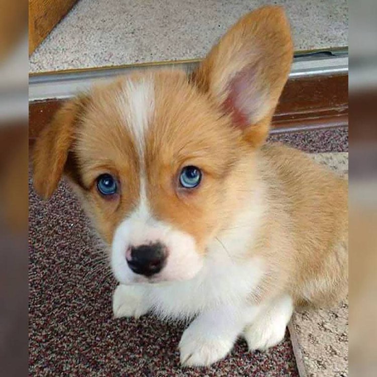 Хаски рыжая