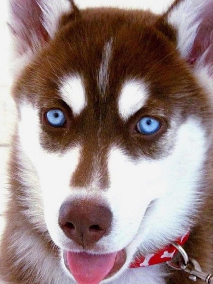 Породы собак с голубыми глазами