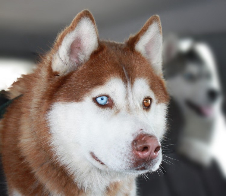 Хаски собака рыжая